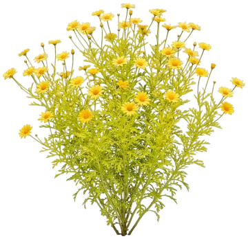 Butterfly Marguerite Daisy cut-out illustration