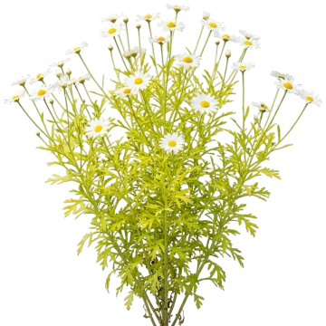 Marguerite Daisy cut-out illustration