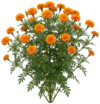 African Marigold cut-out illustration