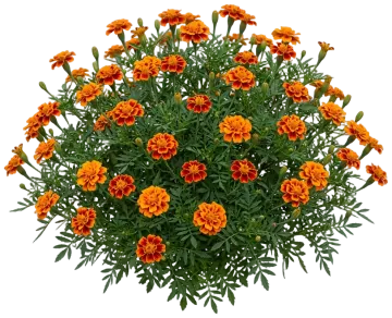 Bicolor Marigold cut-out illustration