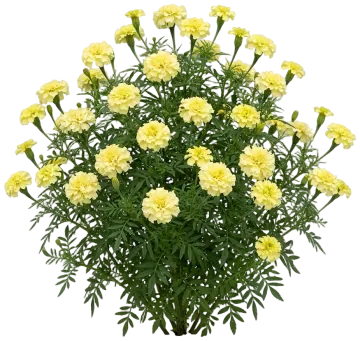 Cream Marigold cut-out illustration