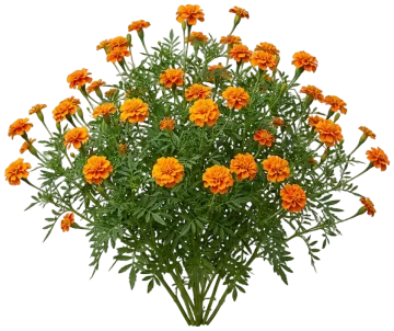 French Marigold cut-out illustration