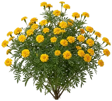 Gold Marigold cut-out illustration