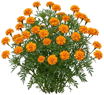 Orange Marigold cut-out illustration
