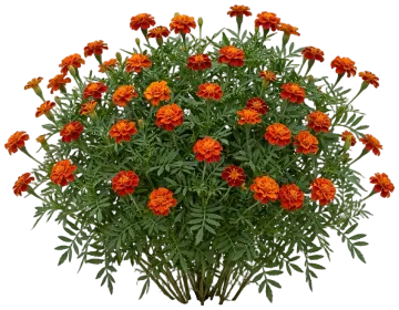Red Marigold cut-out illustration