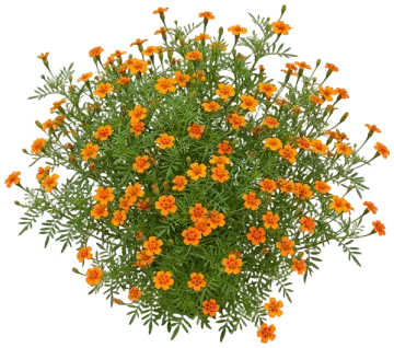 Tangerine Gem cut-out illustration