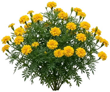 Yellow Marigold cut-out illustration