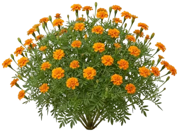 Marigold cut-out illustration