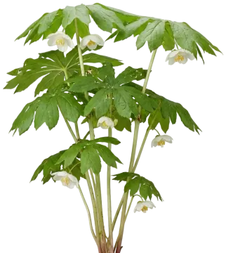 Mayapple cut-out illustration