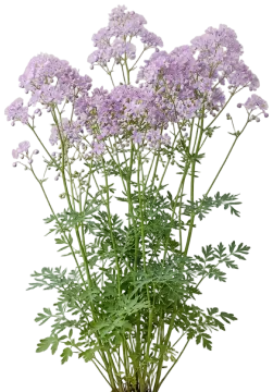 Meadow Rue cut-out illustration