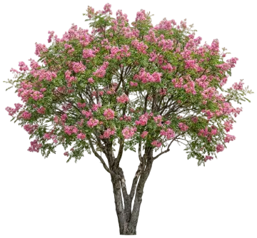 Mexican Buckeye cut-out illustration