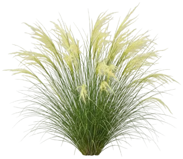 Mexican Feather Grass cut-out illustration