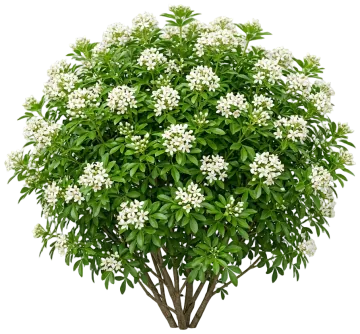 Mexican Orange Blossom cut-out illustration