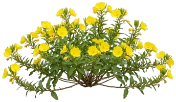 Missouri Evening Primrose cut-out illustration