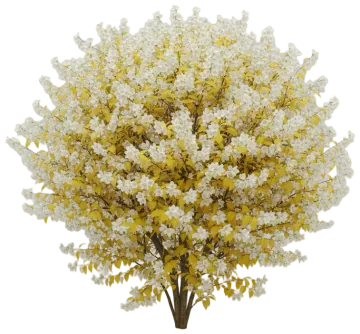 Golden Mock Orange cut-out illustration
