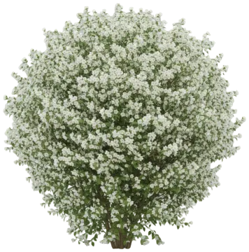Mock Orange cut-out illustration