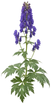 Monkshood cut-out illustration