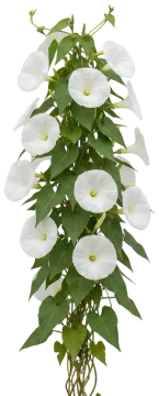 Moonflower cut-out illustration