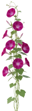 Crimson Rambler cut-out illustration