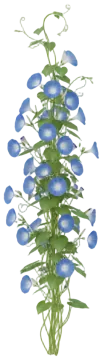 Morning Glory cut-out illustration
