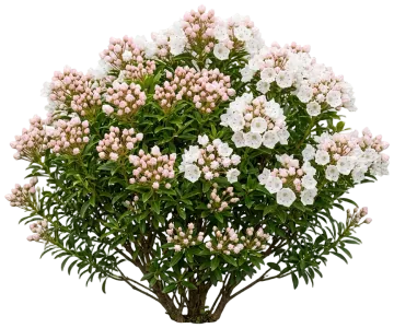 Elf Mountain Laurel cut-out illustration