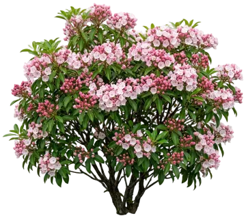 Mountain Laurel cut-out illustration