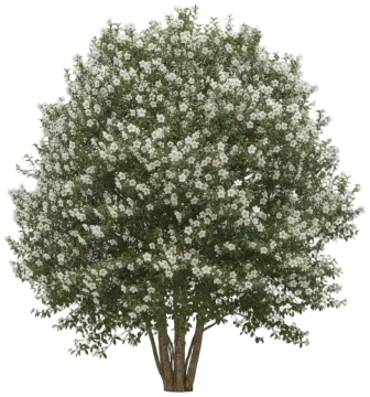 Mountain Stewartia cut-out illustration