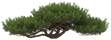 Mugo Pine cut-out illustration