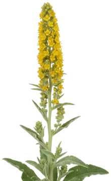 Mullein cut-out illustration