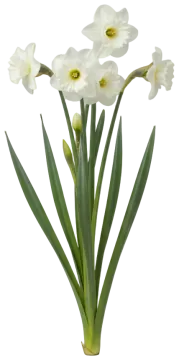 Actaea cut-out illustration