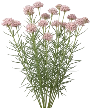 Narrowleaf Milkweed cut-out illustration
