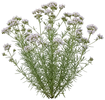 Narrowleaf Mountain Mint cut-out illustration