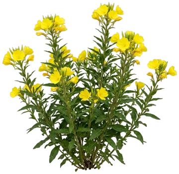 Narrowleaf Sundrops cut-out illustration