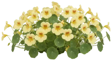 Cream Nasturtium cut-out illustration