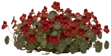 Mahogany Nasturtium cut-out illustration