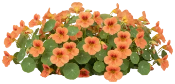 Salmon Nasturtium cut-out illustration
