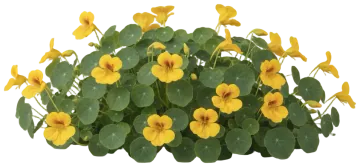 Yellow Nasturtium cut-out illustration