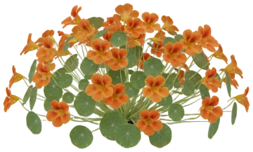 Nasturtium cut-out illustration