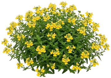 Sunsatia Lemon Nemesia cut-out illustration