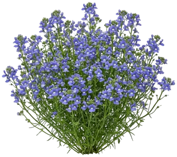 Nemesia cut-out illustration