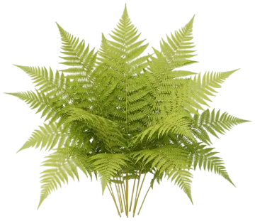 New York Fern cut-out illustration