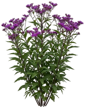 New York Ironweed cut-out illustration