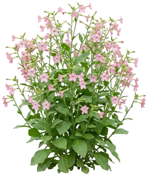 Pink Flowering Tobacco cut-out illustration