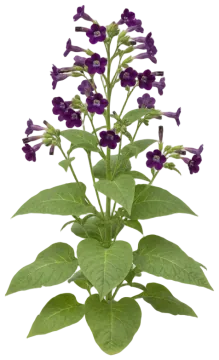 Purple Flowering Tobacco cut-out illustration