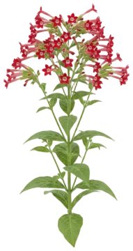 Red Flowering Tobacco cut-out illustration