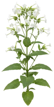 Flowering Tobacco cut-out illustration