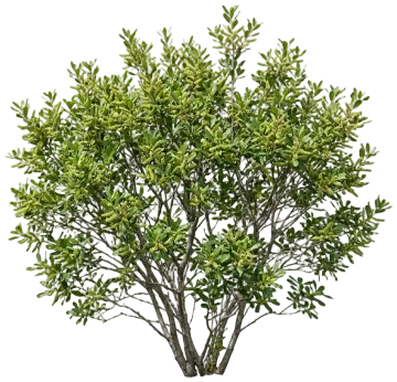 Northern Bayberry cut-out illustration