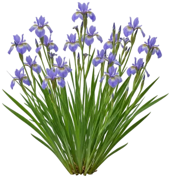 Northern Blue Flag Iris cut-out illustration