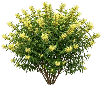 Northern Bush Honeysuckle cut-out illustration