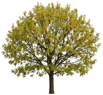 Northern Red Oak cut-out illustration